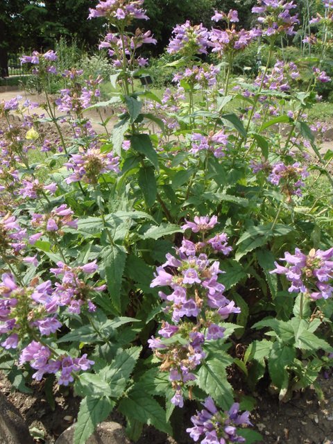 Penstemon serrulatus